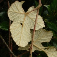 Rubus rugosus Sm.